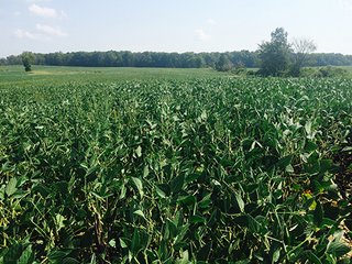 Property photo 2 - REAL ESTATE AUCTION - 56.7+/- ACRES OFFERED IN 3 TRACTS IN STEUBEN COUNTY